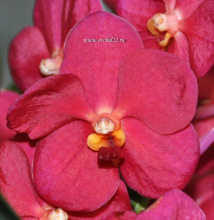 Орхидея Ascocenda