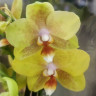 Орхидея Phalaenopsis Young Home Golden Pixie 