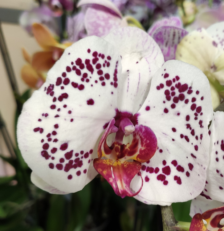 Орхидея Phalaenopsis Callisto (отцвел, УЦЕНКА*)