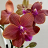 Орхидея Phalaenopsis Leagora, multiflora 