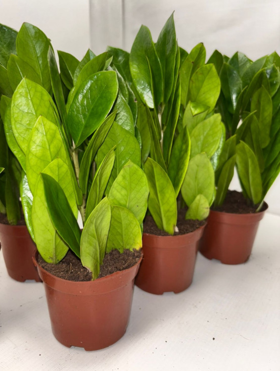 Замиокулькас Пирамида (деленка)