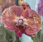 Орхидея Phalaenopsis Wild Peach 