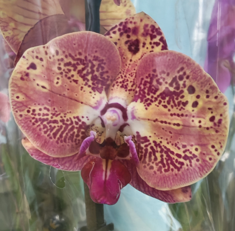 Орхидея Phalaenopsis Wild Peach 