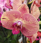 Орхидея Phalaenopsis Wild Peach 