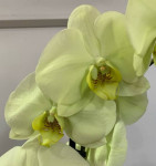 Орхидея Phalaenopsis Japura (отцвёл)