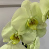 Орхидея Phalaenopsis Japura (отцвёл)