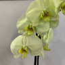 Орхидея Phalaenopsis Japura (отцвёл)