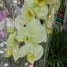 Орхидея Phalaenopsis Japura (отцвёл)