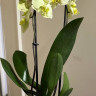 Орхидея Phalaenopsis Japura (отцвёл)