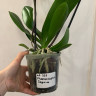 Орхидея Phalaenopsis Japura (отцвёл)
