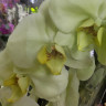 Орхидея Phalaenopsis Japura (отцвёл)