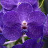 Орхидея Vanda Blue Boy (отцвела)