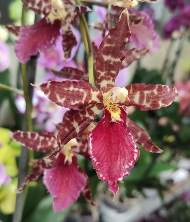 Орхидея Colmanara  (отцвела)