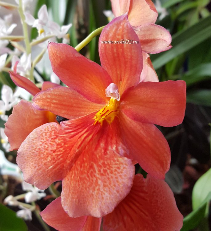 Орхидея Burrageara Nelly Isler Orange (отцвела)