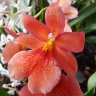 Орхидея Burrageara Nelly Isler Orange
