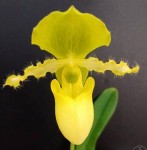 Орхидея Paphiopedilum primulinum x sib (отцвёл)
