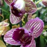 Орхидея Phalaenopsis Arcadia peloric