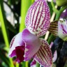 Орхидея Phalaenopsis Arcadia peloric