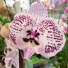Орхидея Phalaenopsis Big Lip (отцвёл)                     