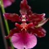Орхидея Oncidium Sharry Baby 'Red Fantasy' (отцвёл)