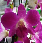 Орхидея Dendrobium (отцвел)