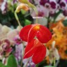 Орхидея Masdevallia  
