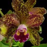 Орхидея Cattleya Waianae Leopard (отцвела)     