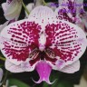Орхидея Phalaenopsis Miki Genie'55' (отцвел)     