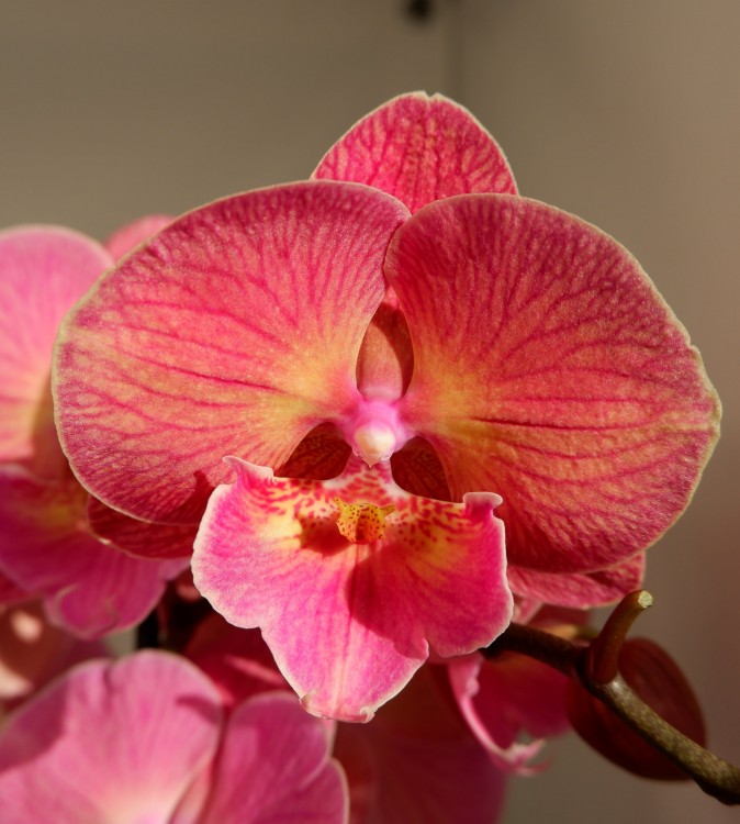 Орхидея Phalaenopsis Big Lip (отцвел)     