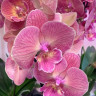Орхидея Phalaenopsis Red Big Lip      