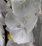 Орхидея Phal. Charming Crystal Water '1288', Big Lip (отцвел)      