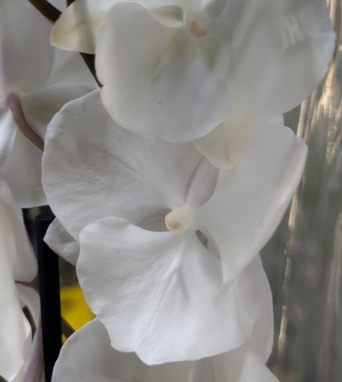 Орхидея Phal. Charming Crystal Water '1288', Big Lip (отцвел)      