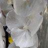 Орхидея Phal. Charming Crystal Water '1288', Big Lip (отцвел)      
