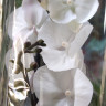 Орхидея Phal. Charming Crystal Water '1288', Big Lip (отцвел)      
