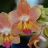 Орхидея Phalaenopsis Tzu Chiang Balm, multiflora (отцвел)