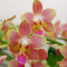 Орхидея Phalaenopsis Tzu Chiang Balm, multiflora 