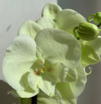 Орхидея Phalaenopsis, Big Lip 