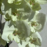 Орхидея Phalaenopsis, Big Lip 
