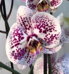 Орхидея Phalaenopsis (отцвёл, УЦЕНКА) 
