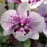 Орхидея Phalaenopsis Big Lip (отцвел)  