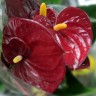 Anthurium Aristo Red (деленка без цветов)