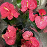 Anthurium  Colorado  