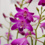 Орхидея Dendrobium Berry Oda (отцвел)