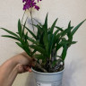 Орхидея Dendrobium Berry Oda (отцвел)