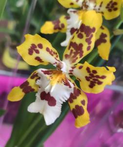 Орхидея Буррагеара: описание, фото и уход в домашних условиях