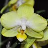 Орхидея Phalaenopsis Amadeus, multiflora