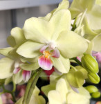 Орхидея Phalaenopsis Canary, multiflora (отцвел, УЦЕНКА*)