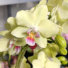 Орхидея Phalaenopsis Canary, multiflora (отцвел, УЦЕНКА*)