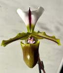 Орхидея Paphiopedilum spicerianum (отцвел, УЦЕНКА)