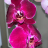 Орхидея Phalaenopsis Dragon Dance